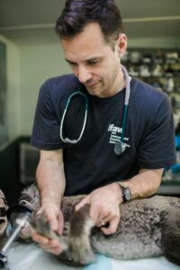 prerequisites for vet school